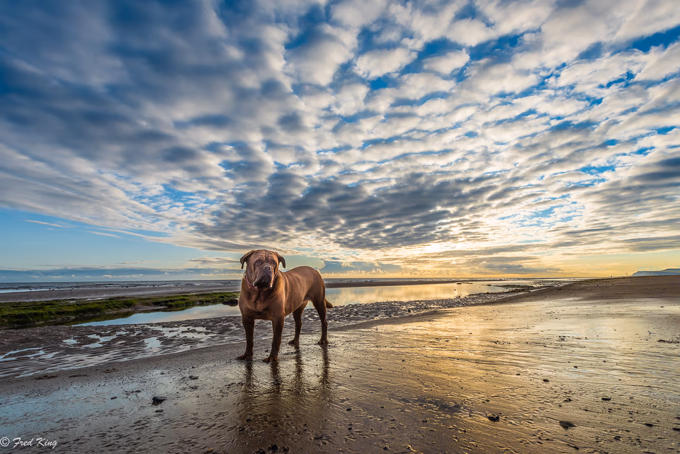 Canine, photograph by Fred King