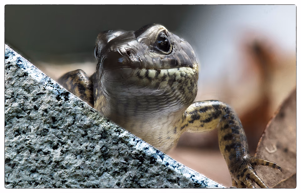 Lizard