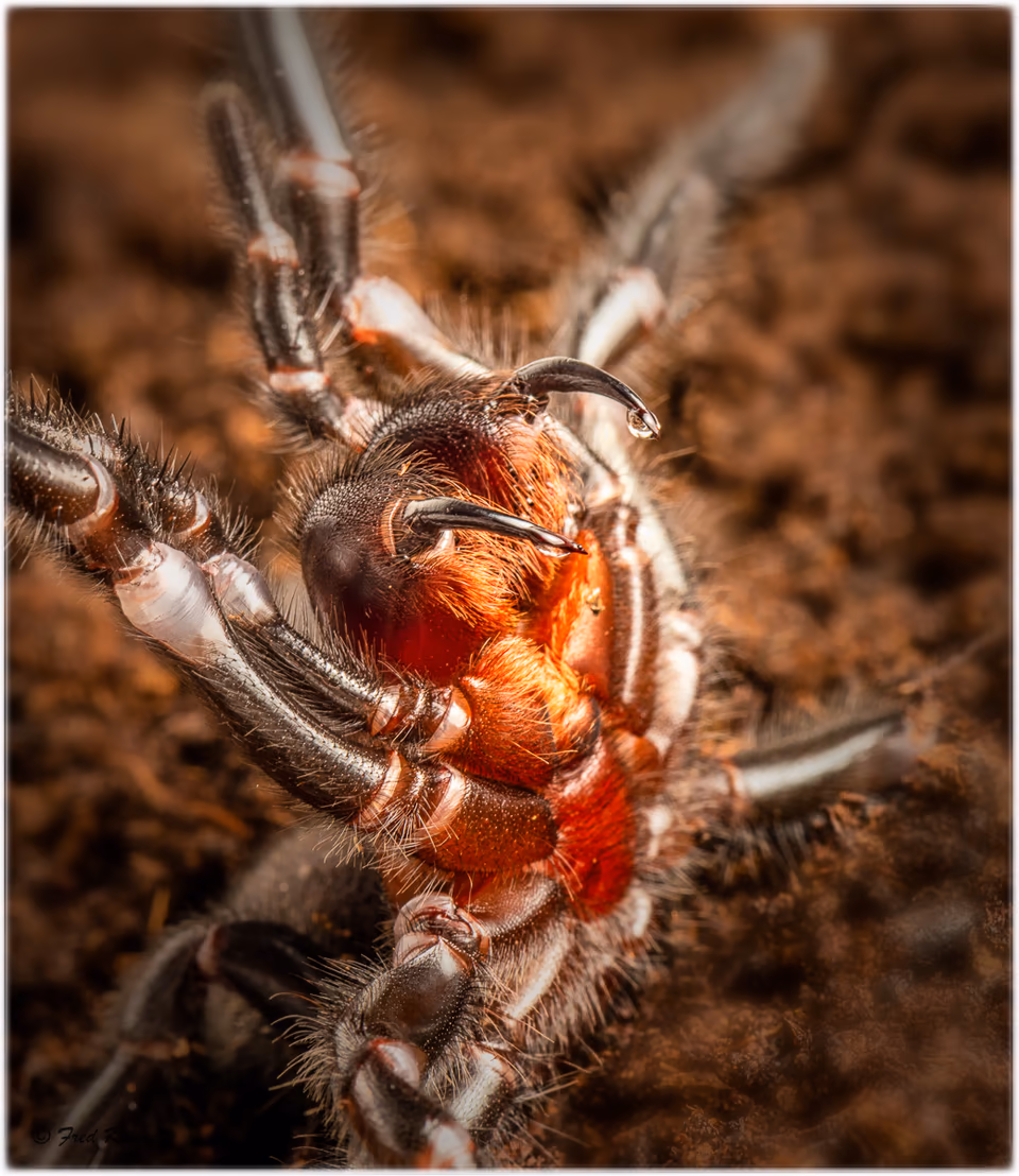 Insects, photograph by Fred King