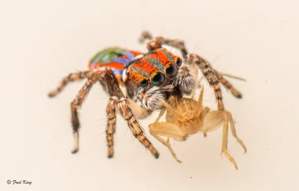 Insects, photograph by Fred King