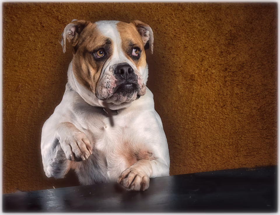 Canine, photograph by Fred King