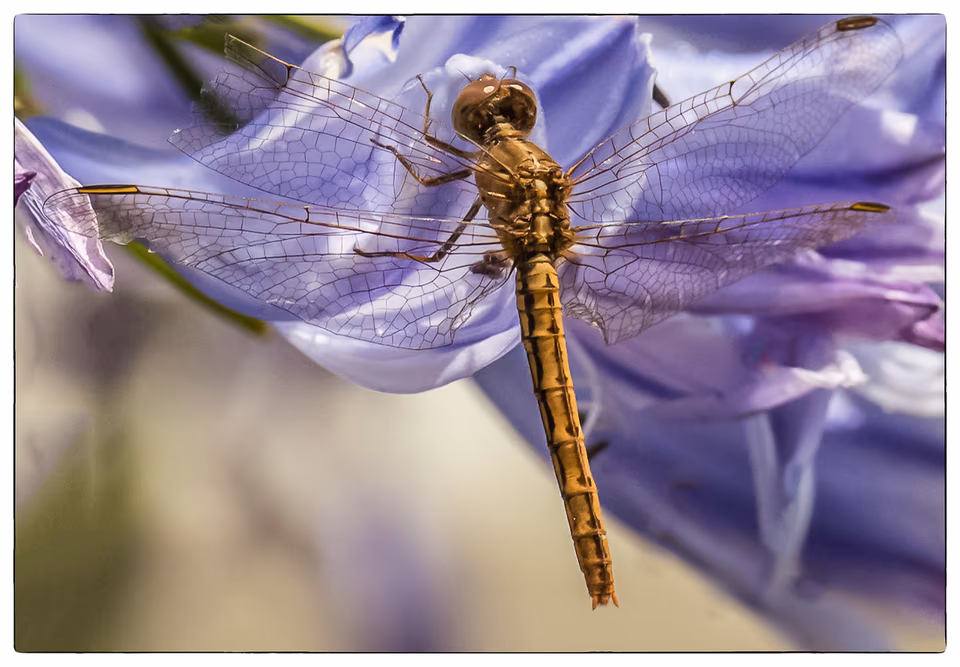 Insects, photograph by Fred King