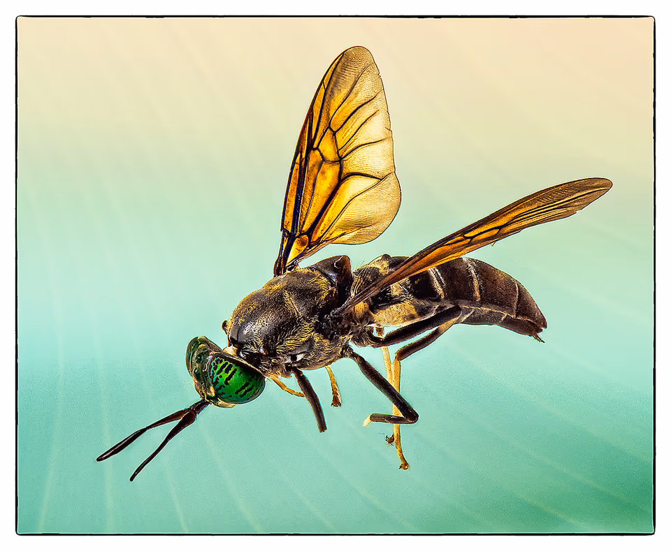 Horse Fly