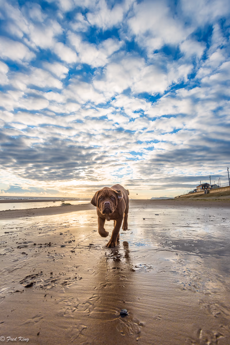 Canine, photograph by Fred King