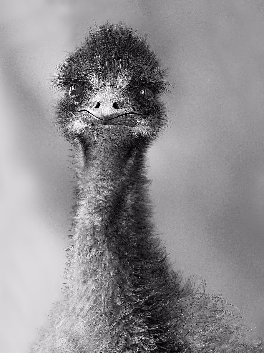 Emu