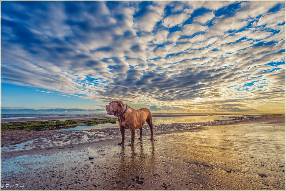 Canine, photograph by Fred King