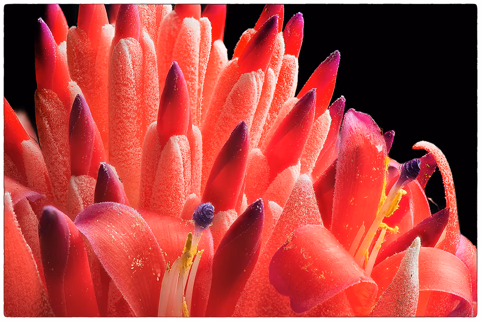 Red Bromelaid
