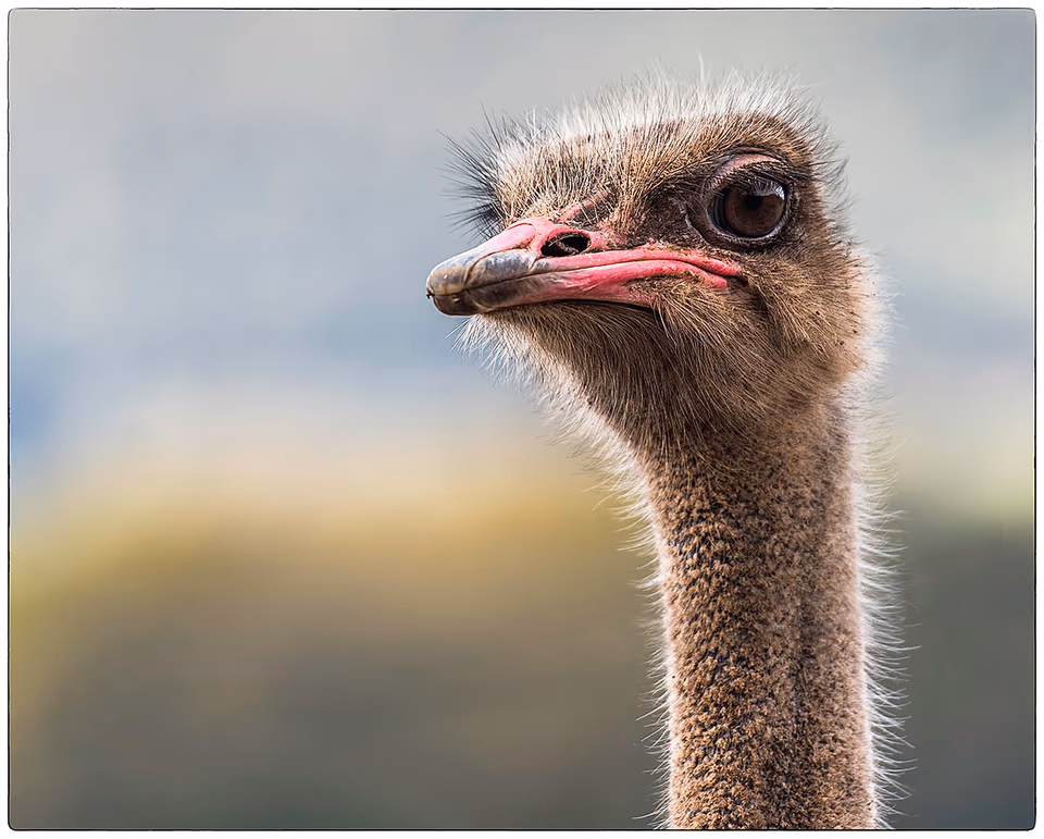 Emu colour