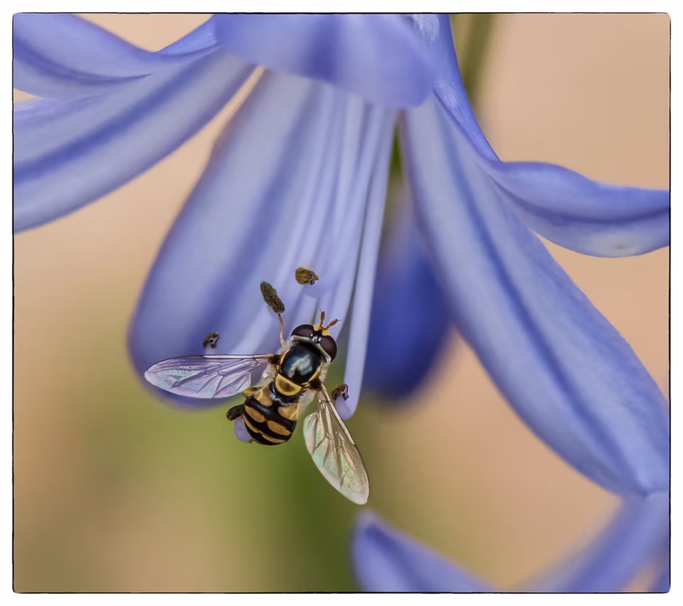 Insects, photograph by Fred King