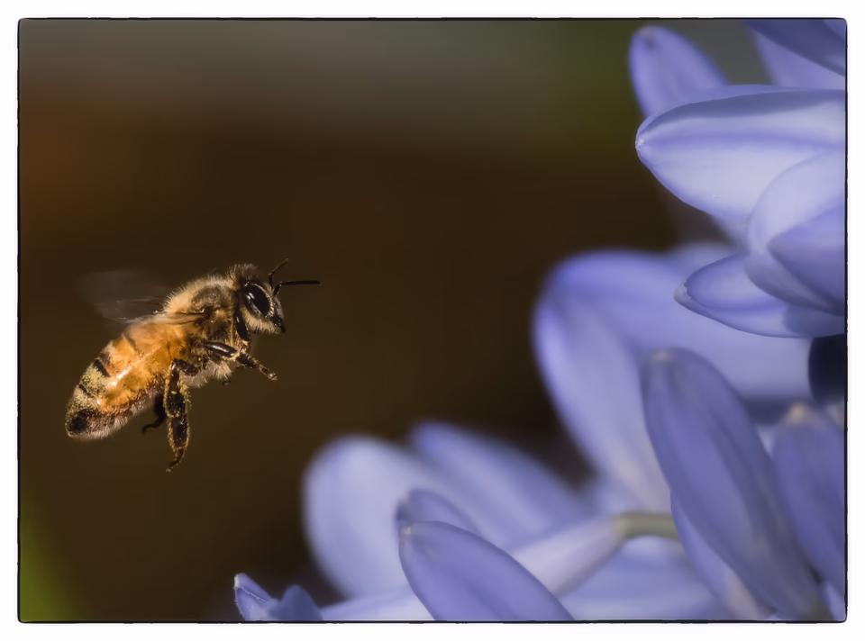Wasp