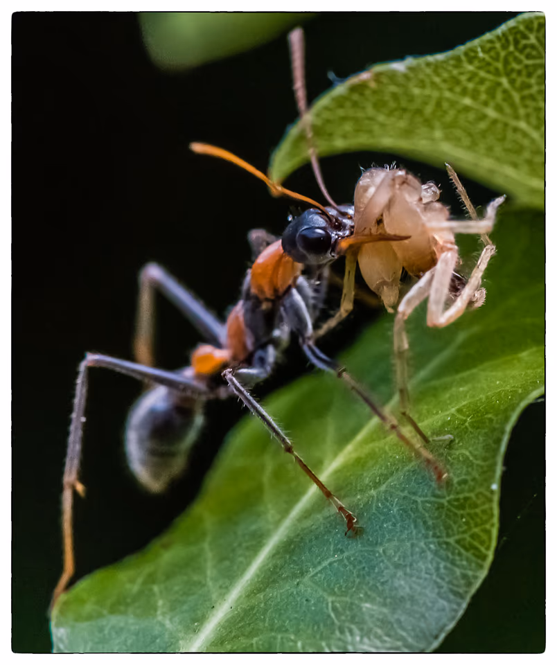Insects, photograph by Fred King