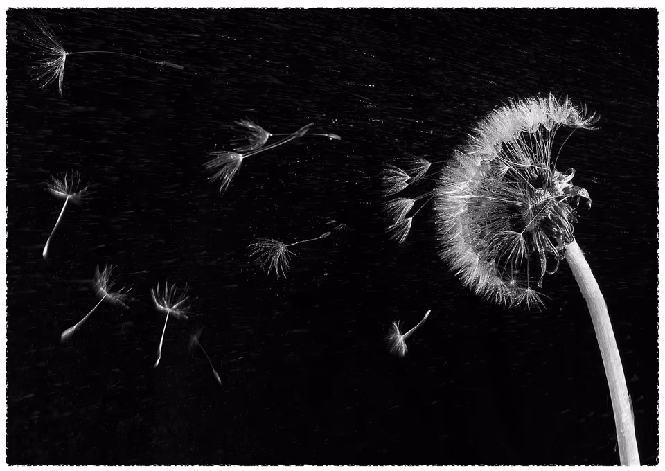 Dandelion in Rain