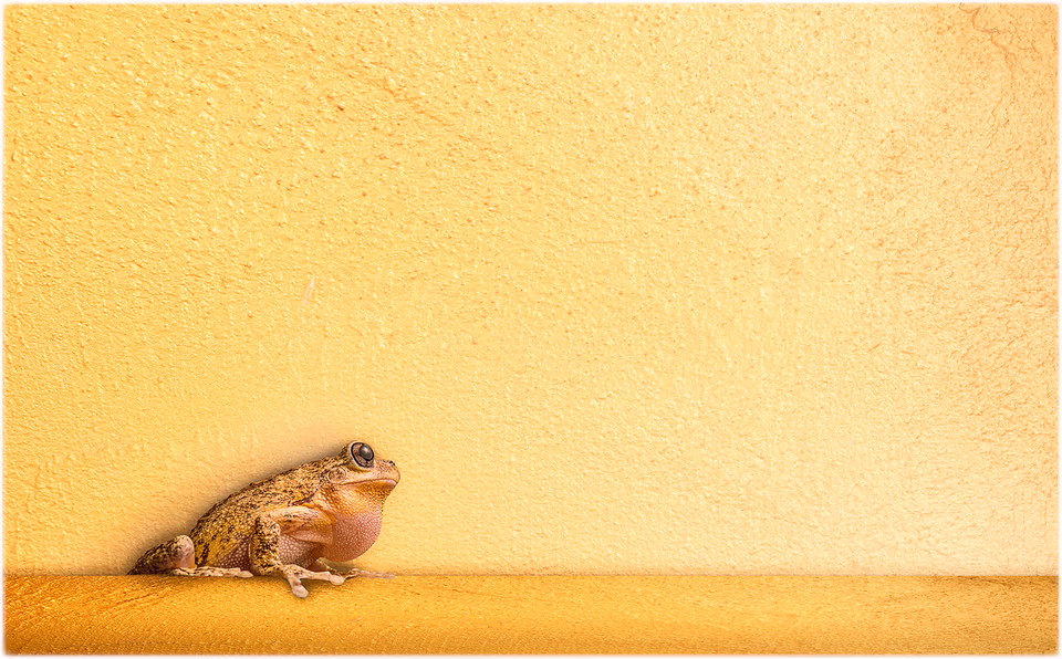 Frog on yellow wall