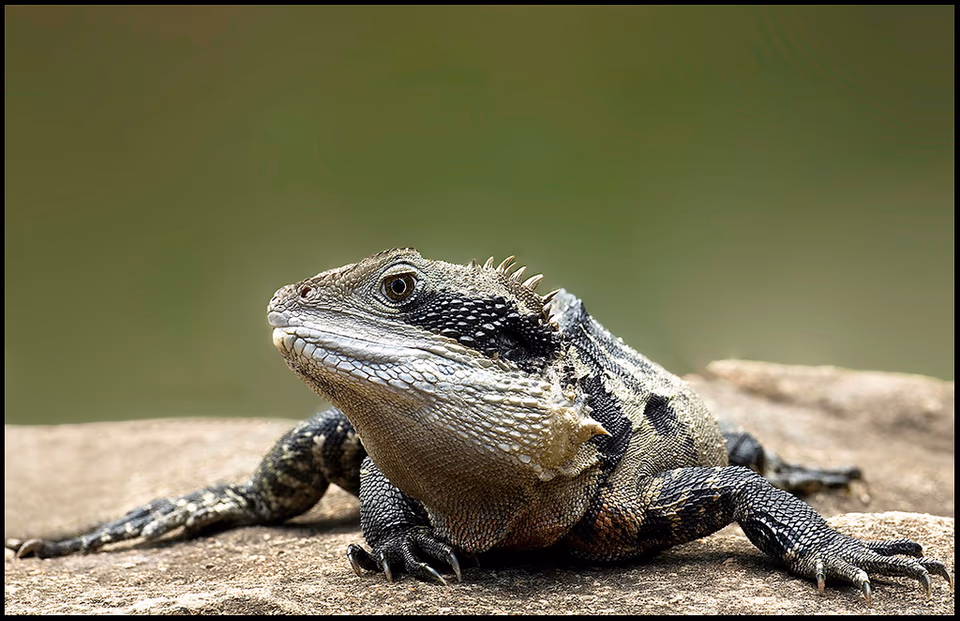 Lizzard