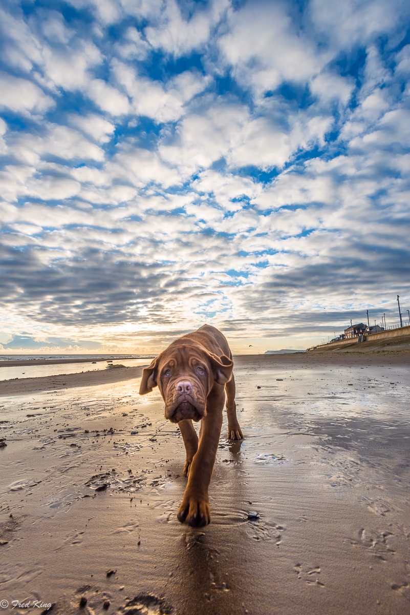 Canine, photograph by Fred King